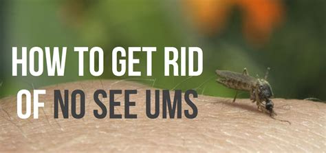 How To Get Rid Of No See Ums