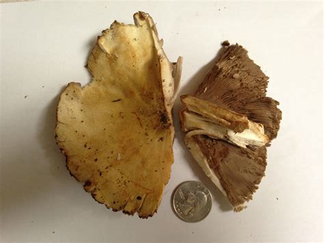 Wild Mushrooms From Kentucky Fixed Mycology