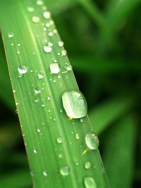 Free Images Water Nature Droplet Drop Dew Liquid Growth Meadow