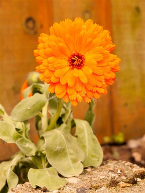 Gorgeous Orange Golden Four Petal Flower Close Up Stock Photo Image