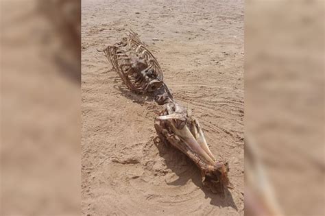 Experts Unable To Explain Mystery Of Mermaid Washed Up On Merseyside
