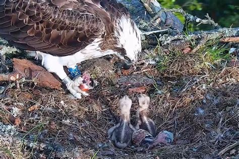 Third And Final Osprey Chick Hatches At Perthshire Nature Reserve Daily Record