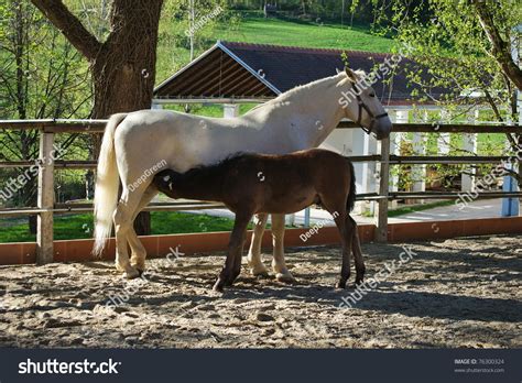 Lipizzaner Mare With Her Foal In Federal Stud Piber In Koeflachaustria