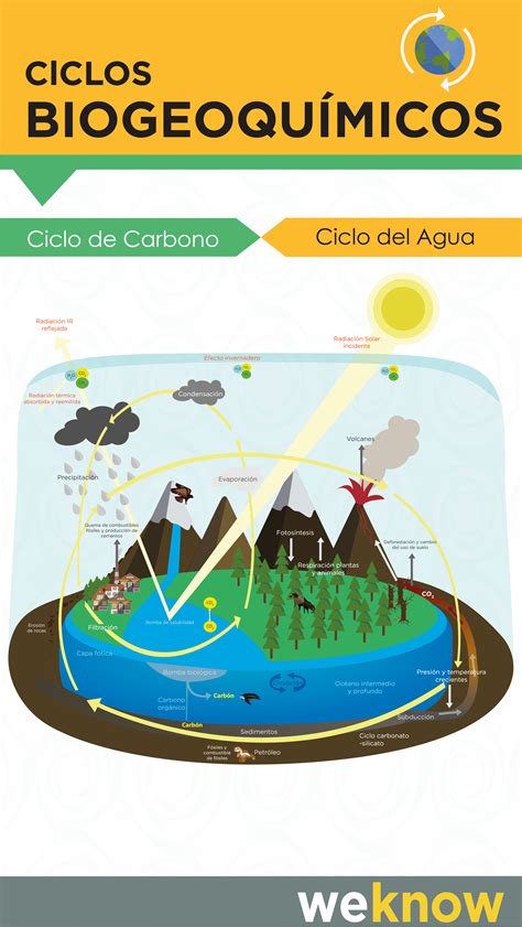 Image Result For Fases De Los Ciclos Biogeoquimicos Ciclo Del Carbono