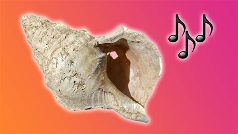 Ancient Conch Shell Musical Instrument Played For First Time In 17 000