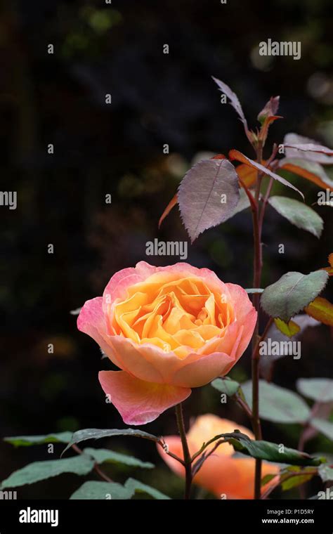 Rosa Lady Emma Hamilton ‘ausbrother English Shrub Rose Stock Photo