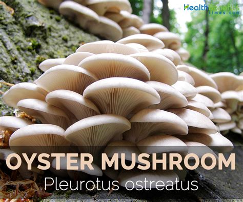 Oyster Mushroom Facts Health Benefits And Nutritional Value