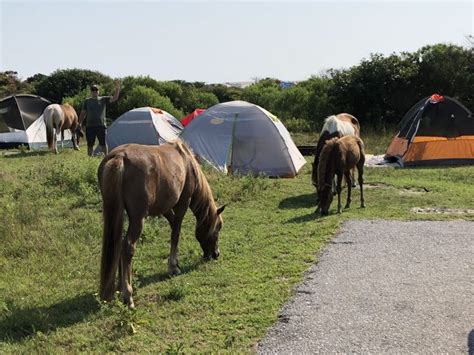 Campground Review Assateague Island State Park
