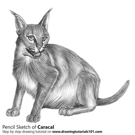 Caracal Pencil Drawing How To Sketch Caracal Using Pencils