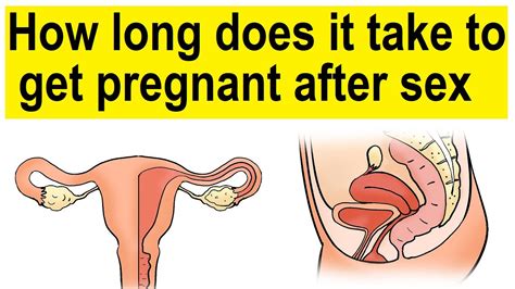 How Long Does It Take To Get Pregnant After Sex How Long