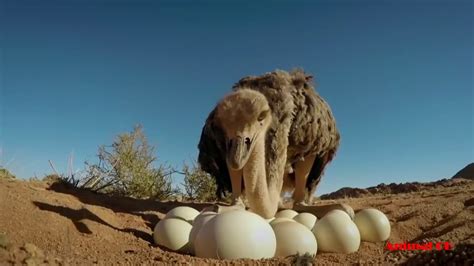 Ostrich Laying Eggs And Cute Ostrich Egg Hatching In The Wild Youtube