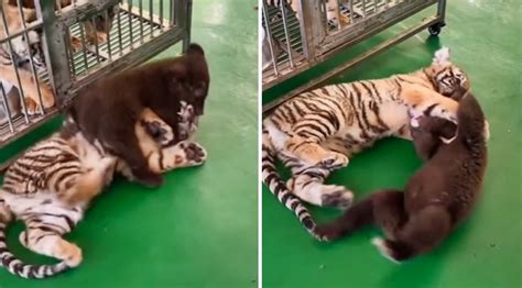 Bear Cub And Tiger Cub Have Adorable Wrestling Match