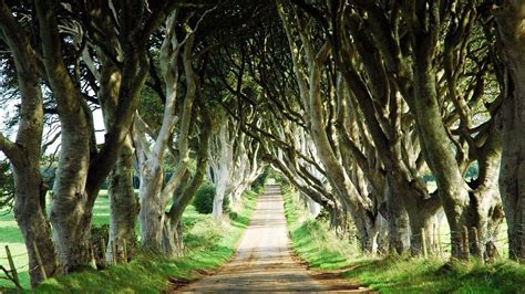 The Dark Hedges Live Wallpaper For Android Apk Download