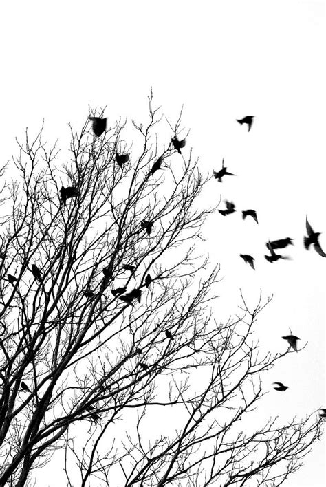 April 2012 Uw Botanic Gardens News Birds Flying Black And White