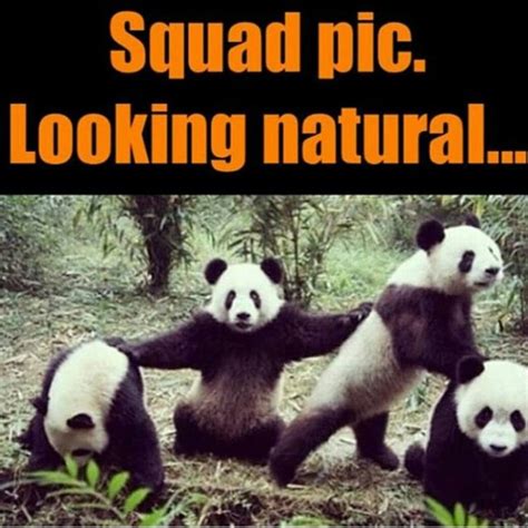Good Clean Humour Jokes Funny Hilarious Panda Bear Panda Funny Pictures