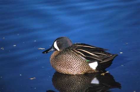 Free Picture Blue Winged Teal Drake Duck