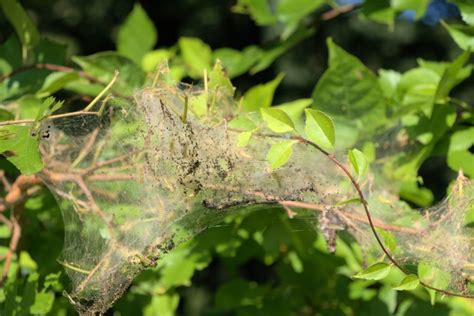 What Are Those Large Webs In My Trees Gardening In Michigan