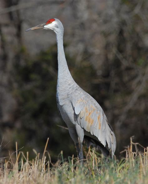 Sandhill Cranes: A Winter Spectacle in Southeast Tennessee ...