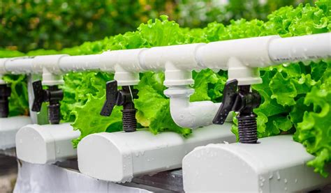 8 Best Hydroponic Drip System Reviews Guide