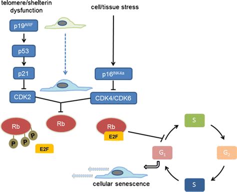 Pathways That Can Activate The Cellular Senescence Program