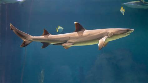 Animals 153 White Tip Reef Shark 2