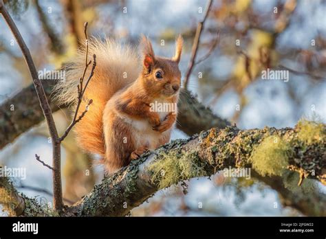 Red Squirrel Sciurus Vulgaris Stock Photo Alamy