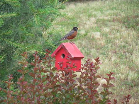 Red Robin Bird House Outdoor Decor Outdoor
