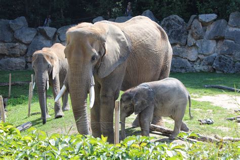 無料画像 木 草 工場 野生動物 動物園 動物相 牙 家族 鼻 アフリカ人 生物 インドの象 アフリカゾウ 象と