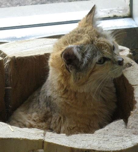 Ybewc1b Egyptian Wildcat Hogle Zoo Salt Lake City Utah Flickr