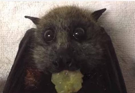 Random Bats That Prove Theyre Adorable Instead Of Terrifying Best