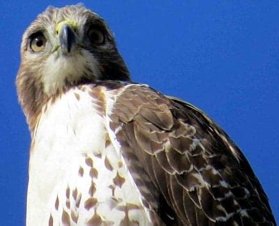 In the past it was believed that this bird was a symbol of the human soul. Hawk Animal Totem Symbolism & Meanings | Sun Signs
