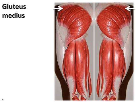 Gluteus Medius Muscle Anatomy