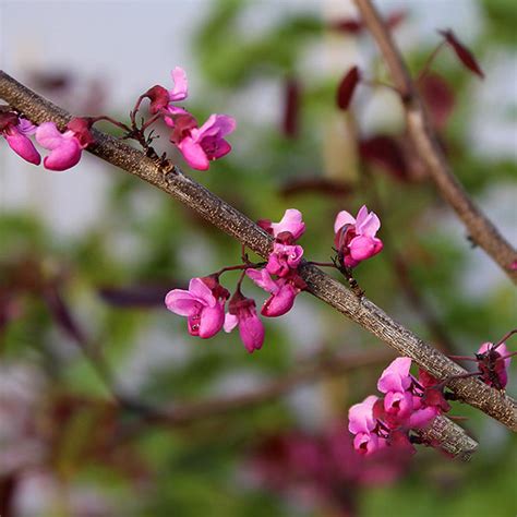 Cercis Merlot Redbud Tree Mail Order Trees