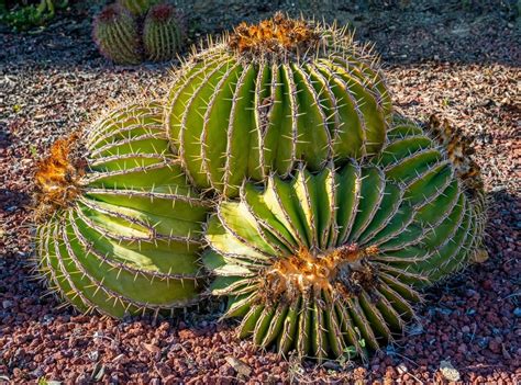 17 Impressive Types Of Cacti In Mexico With Pictures House Grail