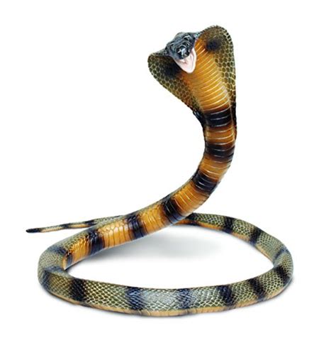 Most companies pay the majority of their employees' health plan premiums, and the rest is deducted from your paycheck. Fake Realistic Rubber Authentic King Cobra Snake Toy 36 ...