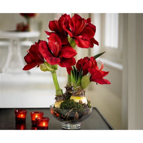 Red Triple Amaryllis Beautiful Flower Arrangements Amaryllis Lily