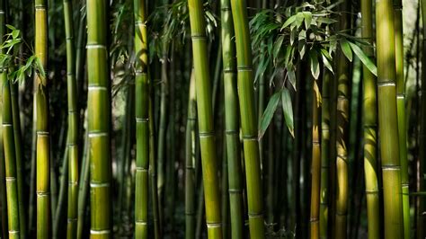 Obrázky Na Plochu Bambus Džungle Príroda 3840x2160 Creedsnow