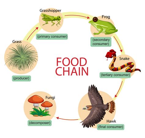 Diagram Showing Food Chain 2384316 Vector Art At Vecteezy