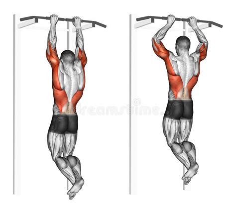 Photo About Pull Ups On The Brachialis Exercising For Bodybuilding
