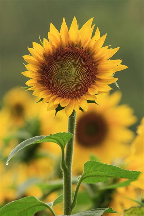Beautiful Sunflower Pictures Photos And Images For