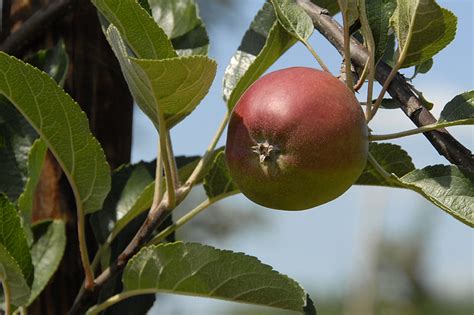 Free Photo Fruit Apple Fruits Hippopx