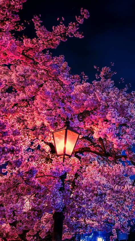 Background Anime Cherry Blossom Night Wallpaper Wallpaper Hd New