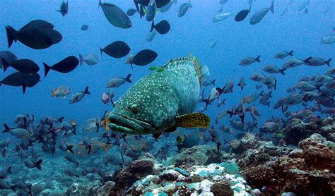 Single Species May Be Key To Reef Health Australian