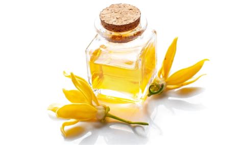 Ylang ylang essential oil is particularly appreciated in the cosmetics, perfumery and hair care industry. Ylang Ylang Oil: Benefits, Uses, Properties, and Side Effects