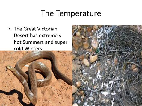 Ppt Great Victorian Desert Powerpoint Presentation Free Download