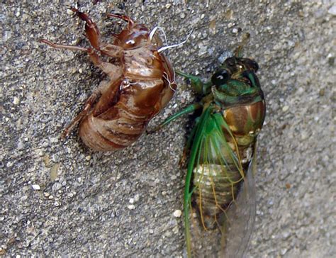 Cicadas are large insects that appear in late spring/early summer and make a lot of noise. The cicada swarm may be good news for foodies - Farm and Dairy