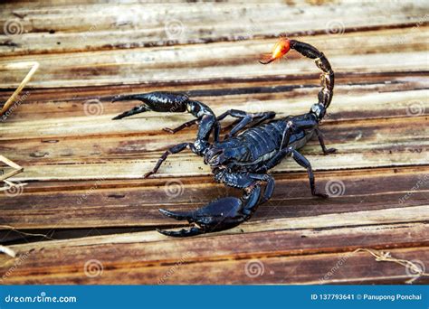 Giant Forest Blue Scorpion Heterometrus Spinifer Stock Image Image