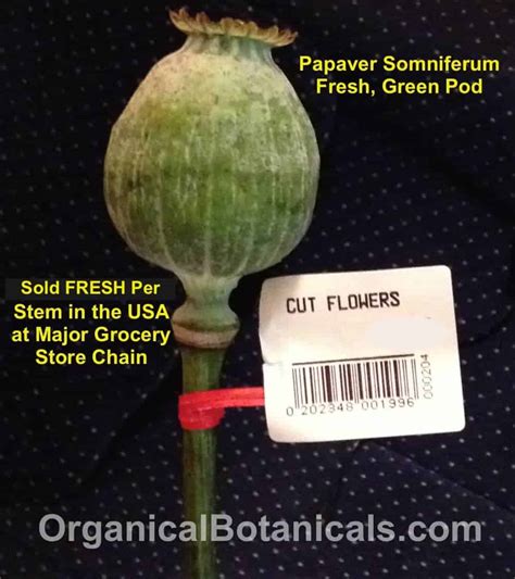 So we often go to our aldi in the evening and by then the produce section looks like a hurricaine hit it. Is the Somniferum Poppy Legal to Grow in the USA ...