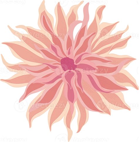 Pink Dahlia Flower Hand Drawn Illustration 10172803 Png