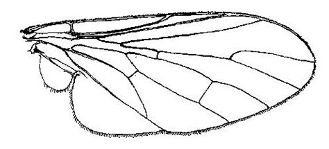 bees wings drawings - Yahoo Image Search results | Bee wings, Drawings